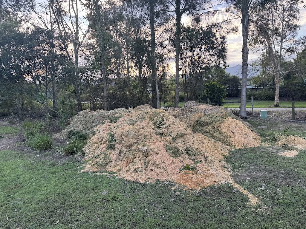 Bayside Trees & Palms | 69 Taylor Rd, Thornlands QLD 4163, Australia | Phone: 0451 785 940