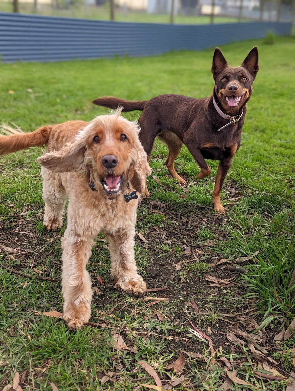 DOGGY RETREAT | Gillies St, Kurri Kurri NSW 2327, Australia | Phone: 0491 626 848