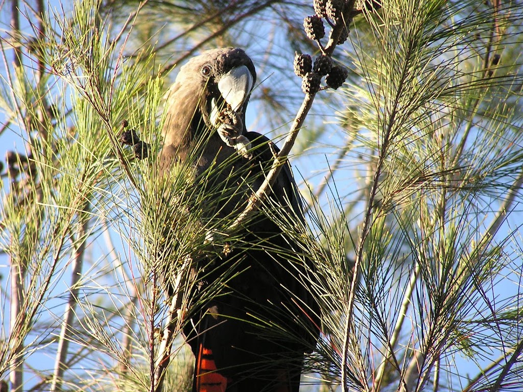 Pandanus Environmental | 129 Rainbow Cres, Dunwich QLD 4183, Australia | Phone: 0408 766 186