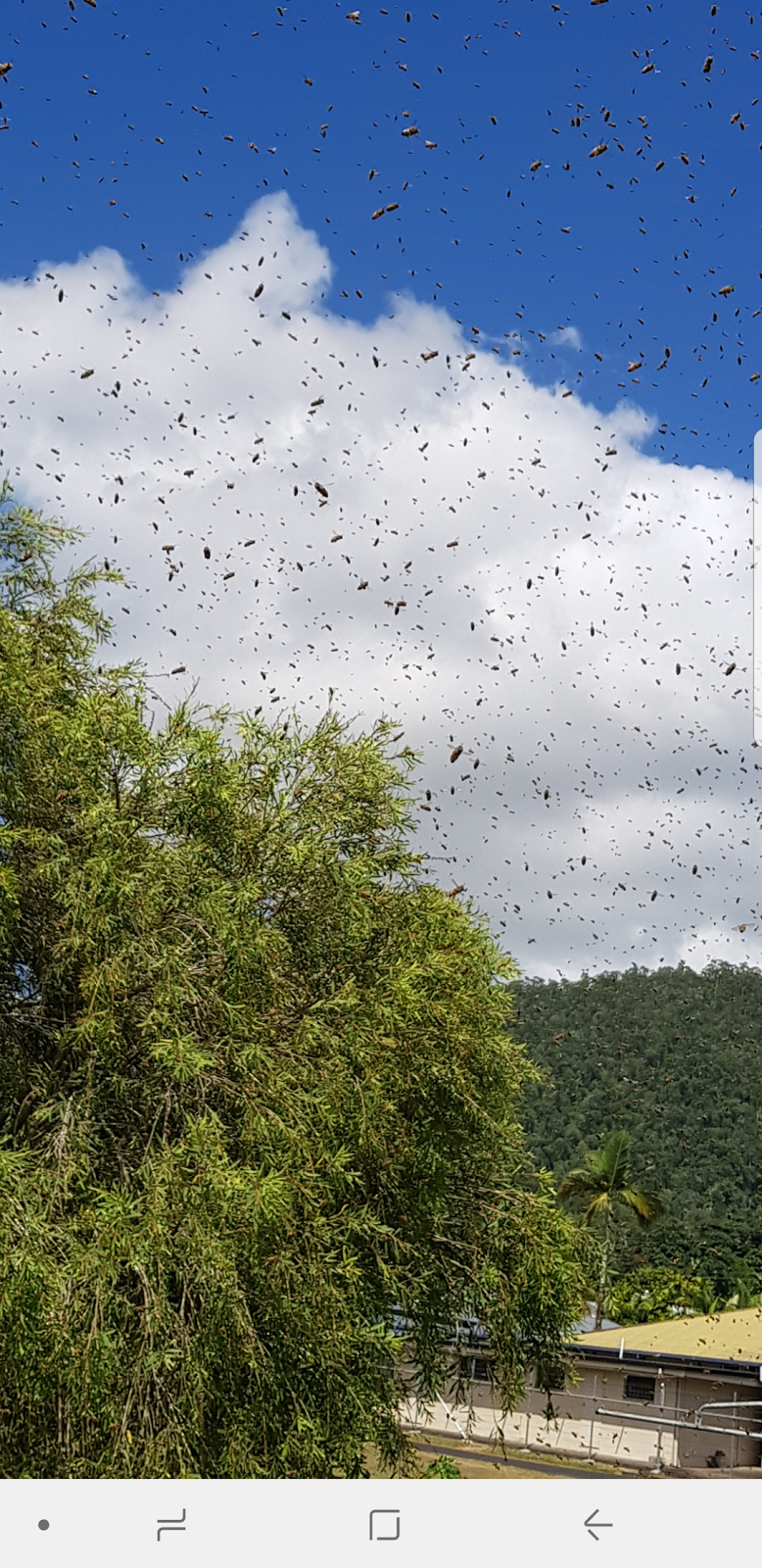 Scotts Free Range Bees | 25 Mill Reserve, Tully QLD 4854, Australia | Phone: 0429 619 474