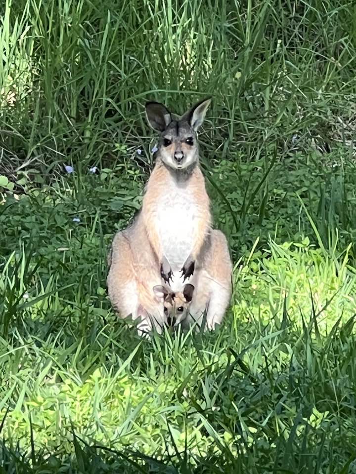 Bamboo Masterclass Workshop at Djanbung Gardens | 74 Cecil St, Nimbin NSW 2480, Australia | Phone: (02) 6689 1755
