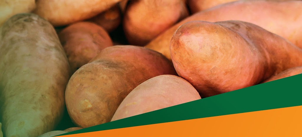 Sweet Potatoes Australia |  | 383 Windermere Rd, Qunaba QLD 4670, Australia | 0741915630 OR +61 7 4191 5630