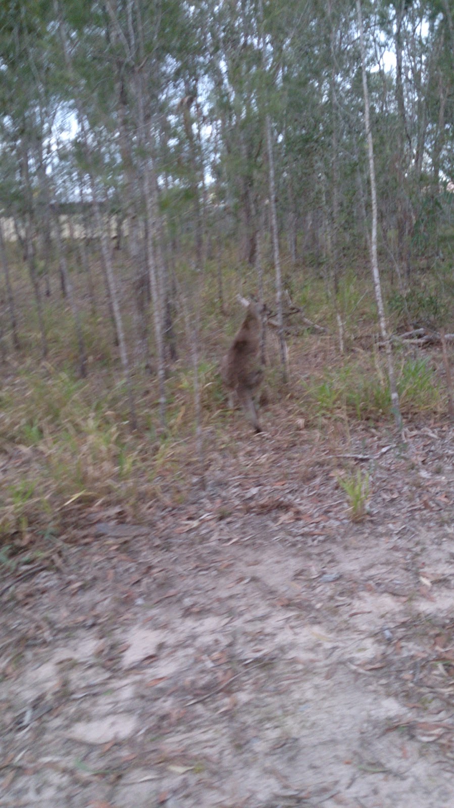 Boronia Bushland Reserve | Conlan St, Boronia Heights QLD 4124, Australia | Phone: (07) 3412 3412