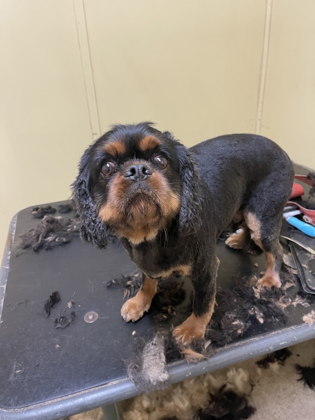 Top Dog Grooming & Wash | 185 Whitehorse Rd, Balwyn VIC 3103, Australia | Phone: 0492 975 442