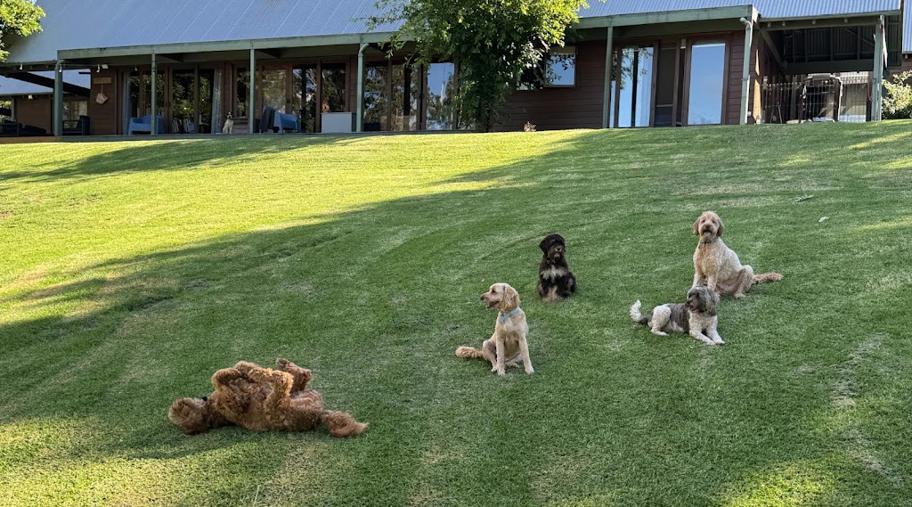 Woofs HQ | 16 E Kurrajong Rd, East Kurrajong NSW 2758, Australia | Phone: 0420 960 690