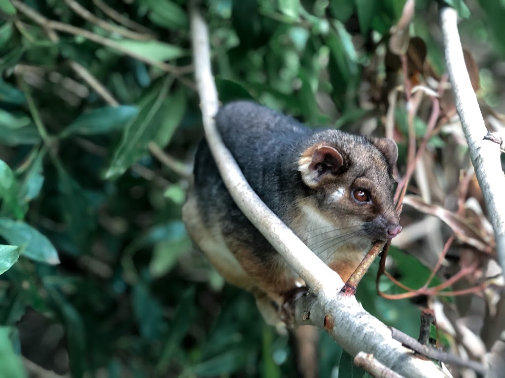 Field of Mars Environmental Education Centre |  | 220 Pittwater Rd, Gladesville NSW 2111, Australia | 0298161298 OR +61 2 9816 1298