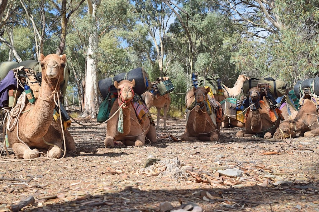 Flinders and Beyond Camel Treks | N Flinders Rd, Blinman SA 5730, Australia | Phone: (08) 8648 3713
