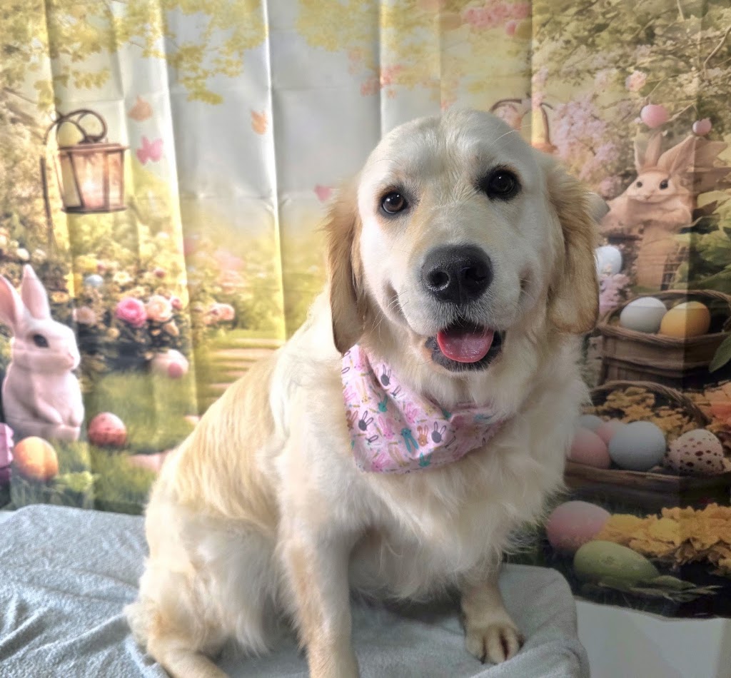 Prime Paws Grooming Salon | 600 Bitcon Rd, Toolamba West VIC 3614, Australia | Phone: 0411 782 190