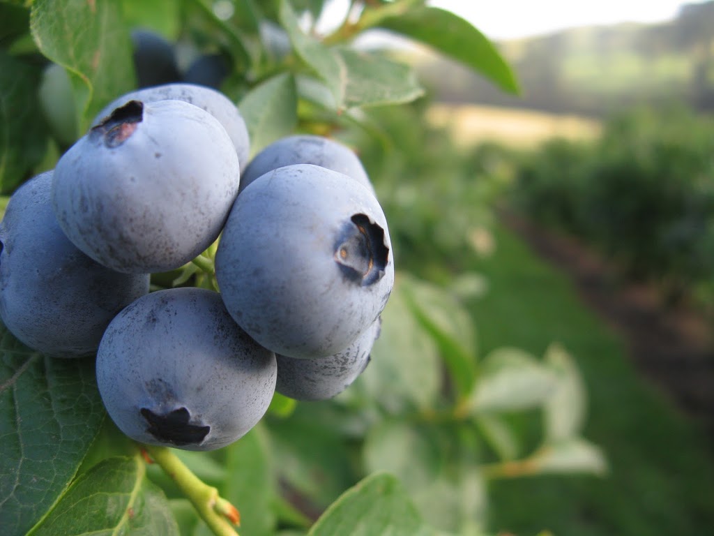 Blueberry Lane | 120 Pioneer Rd, Boolarra VIC 3870, Australia | Phone: (03) 5169 6619