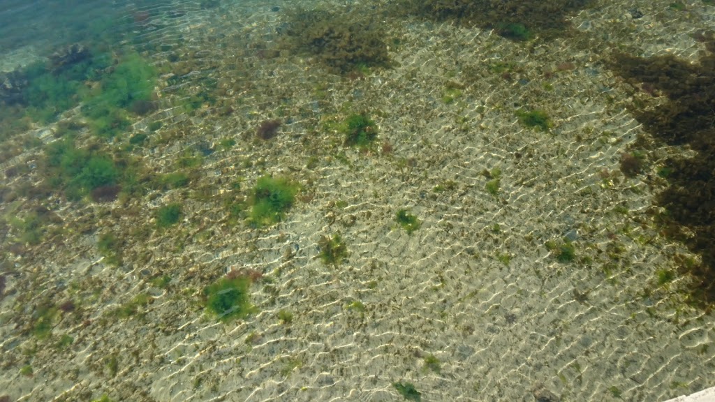 St. Kilda Pier Penguin Colony | Victoria, Australia