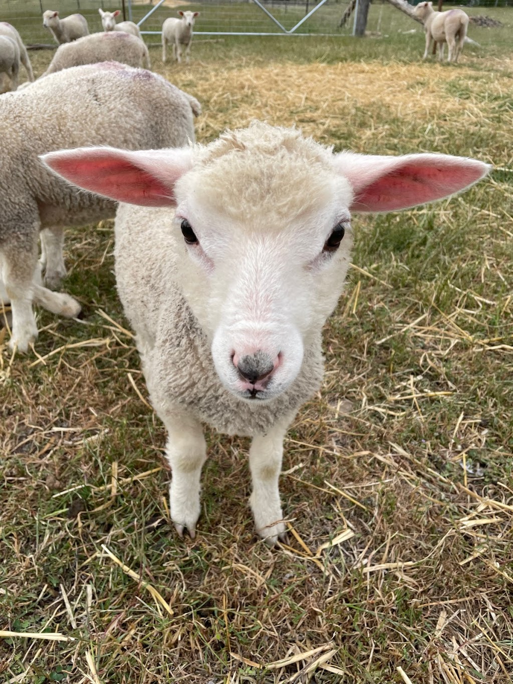 Goorambat Lamb Orphanage | 116 Benalla-Tocumwal Rd, Goorambat VIC 3725, Australia | Phone: 0484 831 411