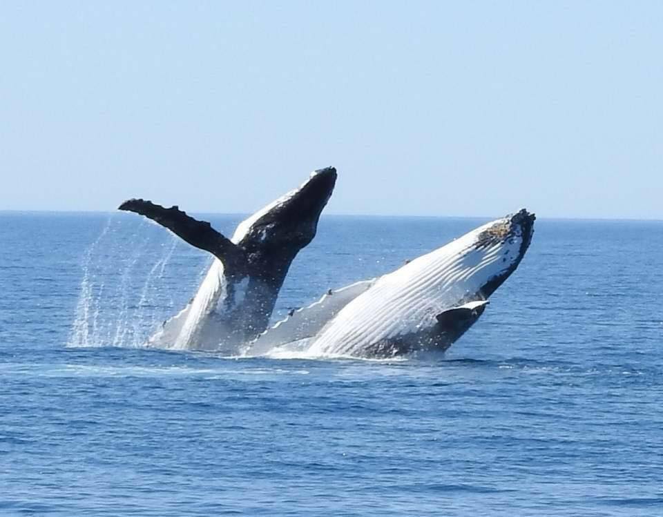 Legend Charters Whale Watching Tours and Deep Sea Fishing Charte | travel agency | 25 Dunn Bay Rd, Dunsborough WA 6281, Australia | 0419908742 OR +61 419 908 742