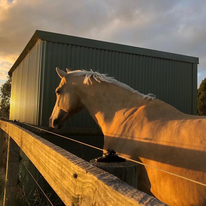 Willow Lane Equestrian Centre | 296 Pillars Rd, Bangholme VIC 3175, Australia | Phone: 0400 920 366