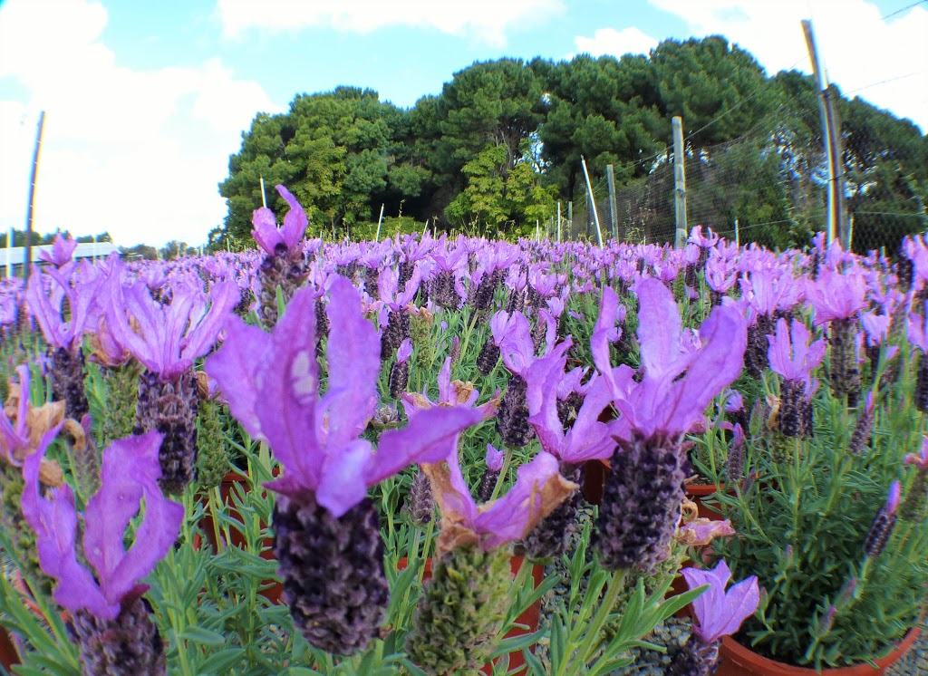 Pine Lake Nursery | 82 Coogee Rd, Mariginiup WA 6078, Australia | Phone: (08) 9405 2295