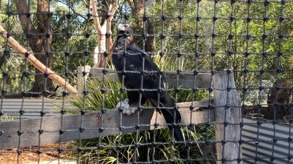 Symbio Wildlife Park | zoo | 7-11 Lawrence Hargrave Dr, Helensburgh NSW 2508, Australia | 0242941244 OR +61 2 4294 1244