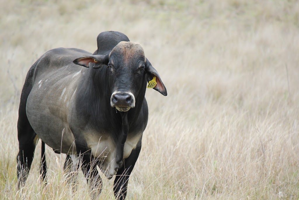 Copley Pastoral | Salty/210 Hawkins Rd, Anduramba QLD 4355, Australia | Phone: 0427 984 926
