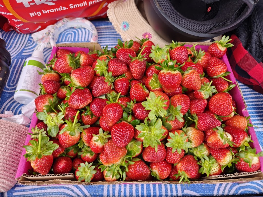 Berry and Blossom Fruit Co | 535 Bells Creek Rd, Bells Creek QLD 4551, Australia | Phone: 0403 467 553