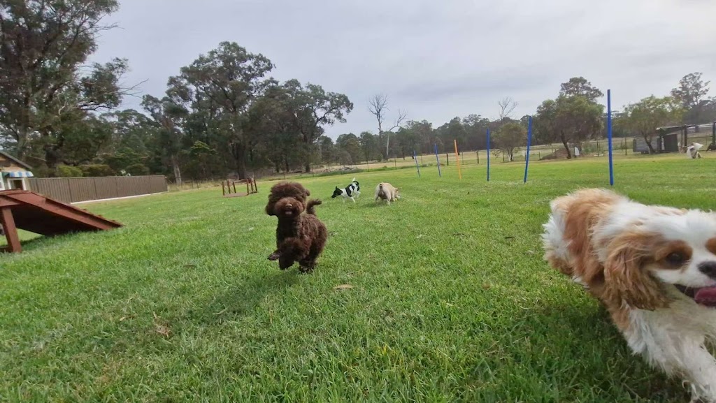 Pawfect Stay | 247 Reynolds Rd, Londonderry NSW 2753, Australia | Phone: 0413 866 896
