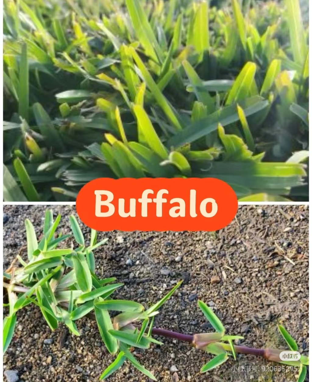 Best Turf | 20 Shelley Ave, Bundoora VIC 3083, Australia | Phone: 0412 098 002