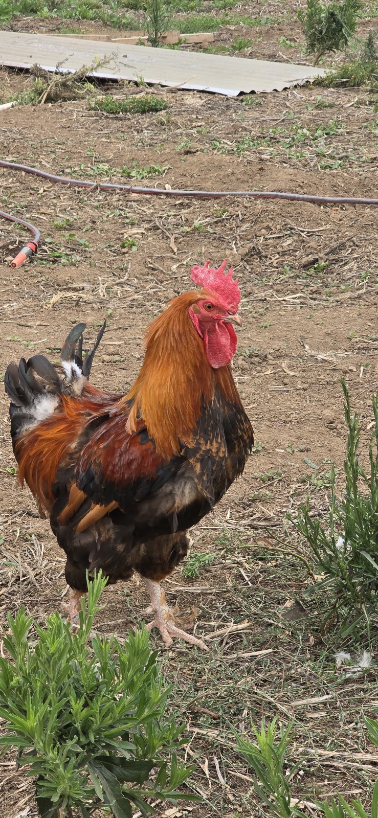 JK Integrated Farm | 199 Mowbray Park Rd, Mowbray Park NSW 2571, Australia | Phone: 0420 803 897