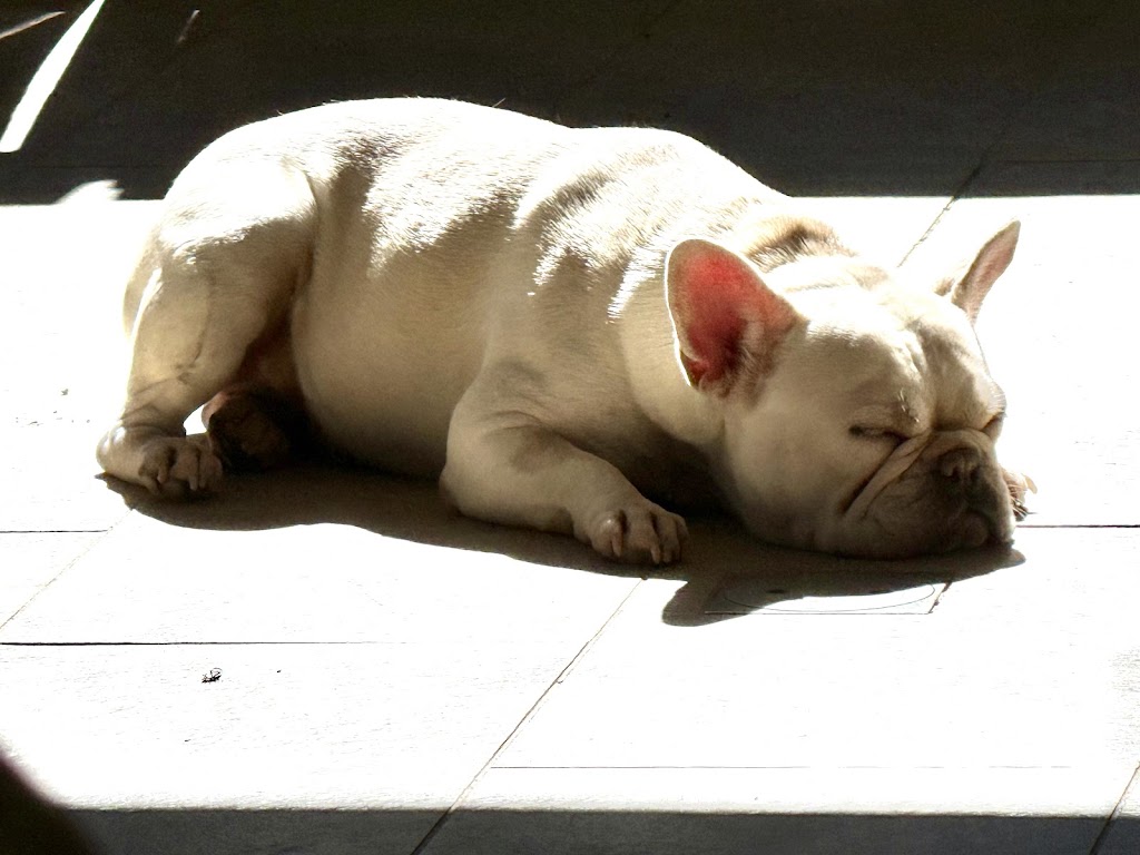 BIBBYBOO FRENCH BULLDOGS | Gatton Esk Rd, Mount Hallen QLD 4312, Australia | Phone: 0411 823 322