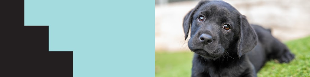 Guide Dogs NSW/ACT - Alstonville Office | Shop 28/89-91 Main St, Alstonville NSW 2477, Australia | Phone: 1800 436 364