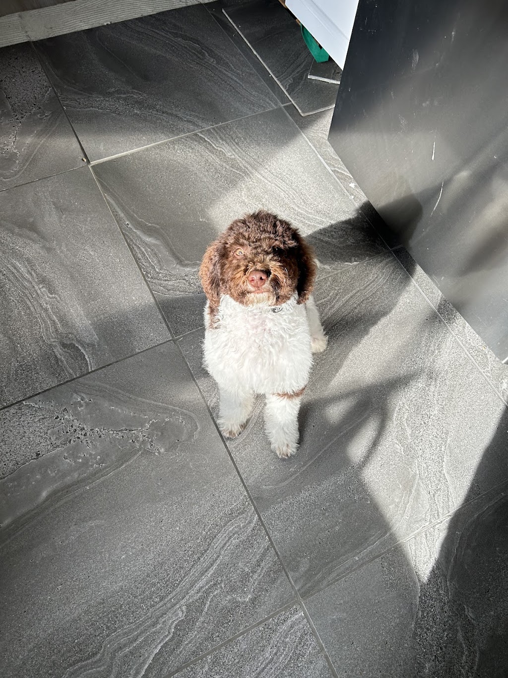 Peachy Clean - Pet grooming & supply store | 11-13 Buln Buln Rd, Drouin VIC 3818, Australia | Phone: 0483 849 145