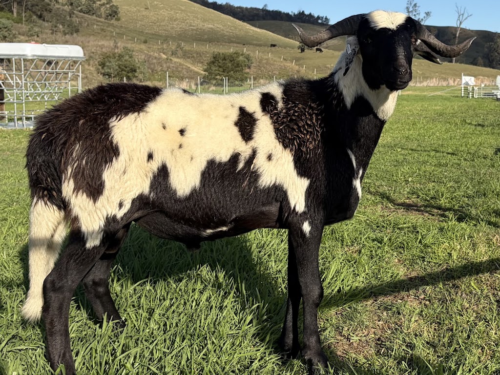 Hamilton Ridge Damara Stud | 327 Cranky Corner Rd N, Glendon Brook NSW 2330, Australia | Phone: 0433 166 457