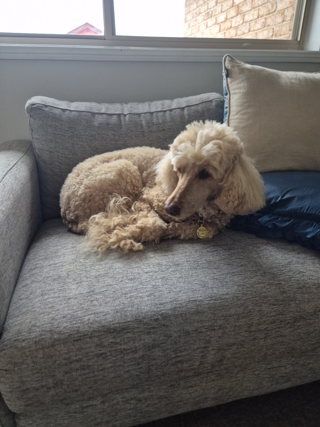 Affordable Pet Care | 37A Mary St, Grafton NSW 2460, Australia | Phone: 0426 964 876