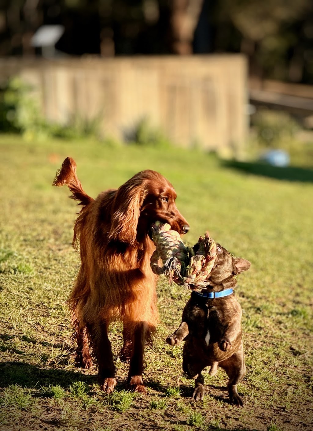 South Coast Pawsome Pet Sitter | 64 Western Boundary Rd, Turlinjah NSW 2537, Australia | Phone: 0435 765 591