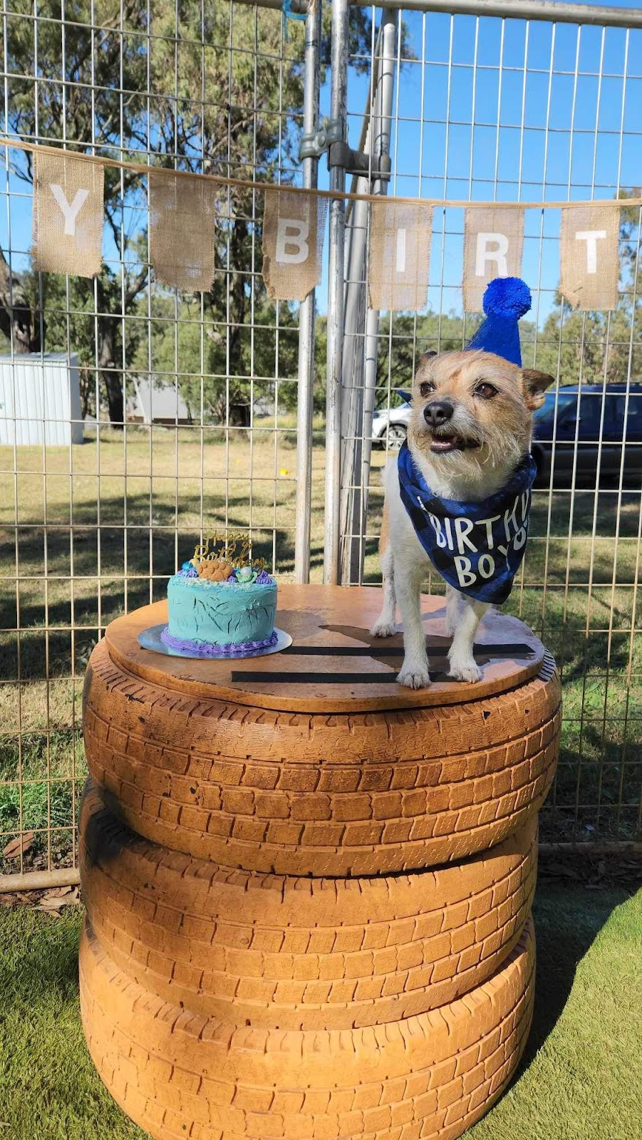 Pawfect Paws | Showgrounds, Glenvale Rd, Glenvale QLD 4350, Australia | Phone: 0431 851 501