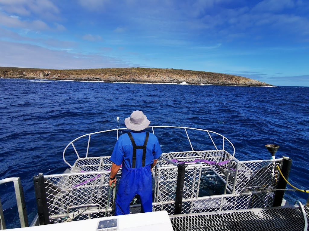 Shark Cage Diving with Calypso Star Charters | 10 S Quay Blvd, Port Lincoln SA 5606, Australia | Phone: (08) 8682 3939