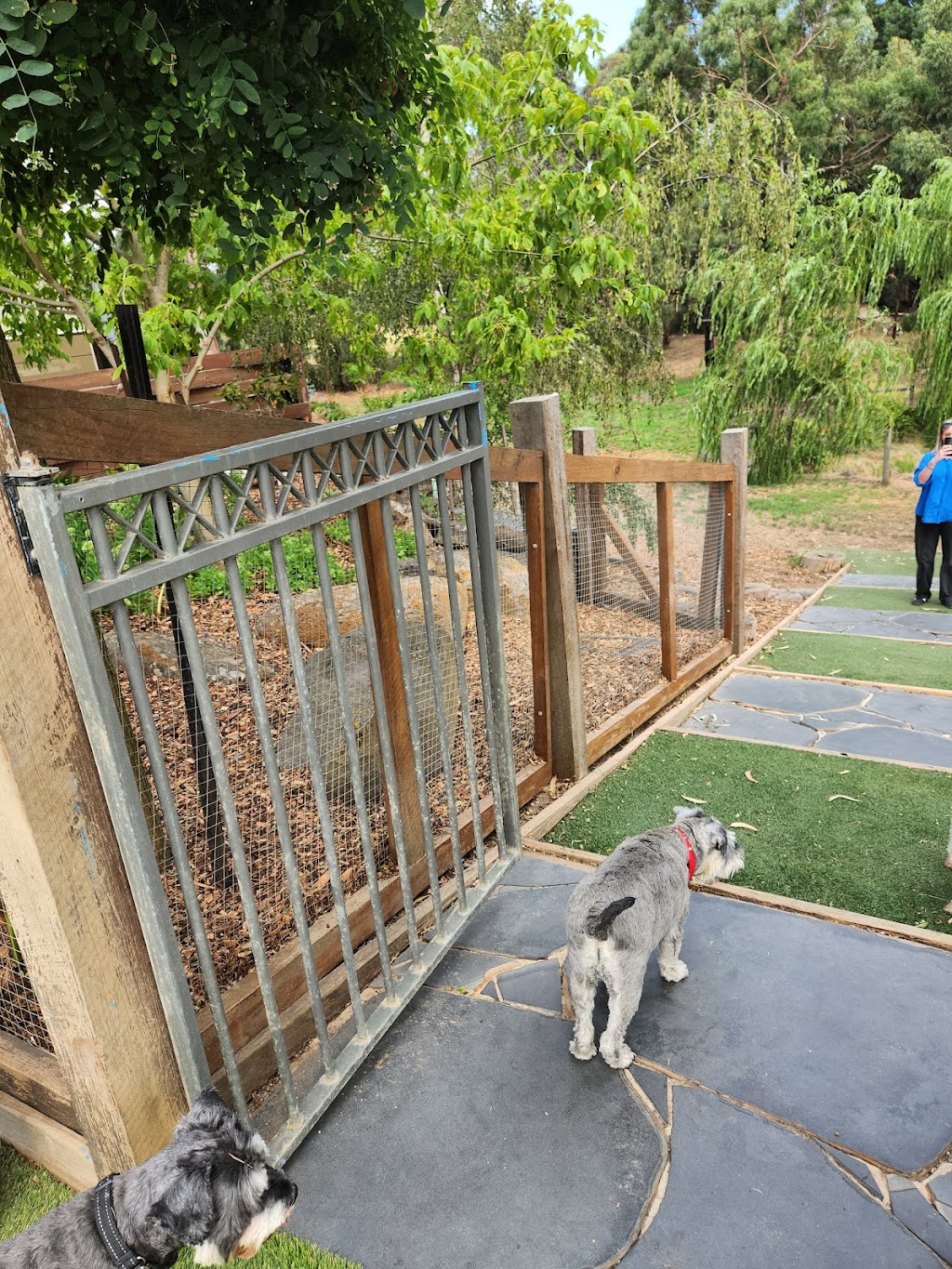 Pawsforabreak | 618 Kline St, Canadian VIC 3350, Australia | Phone: 0409 457 545