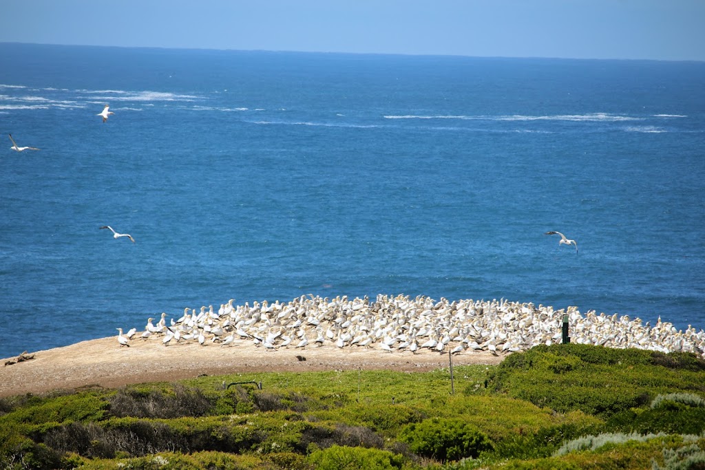 Point Danger Gannet Colony | Portland VIC 3305, Australia | Phone: 1800 035 567