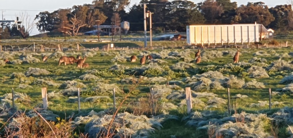 Bells Avenue Wetlands | 74 Bells Ave, Kalkallo VIC 3064, Australia