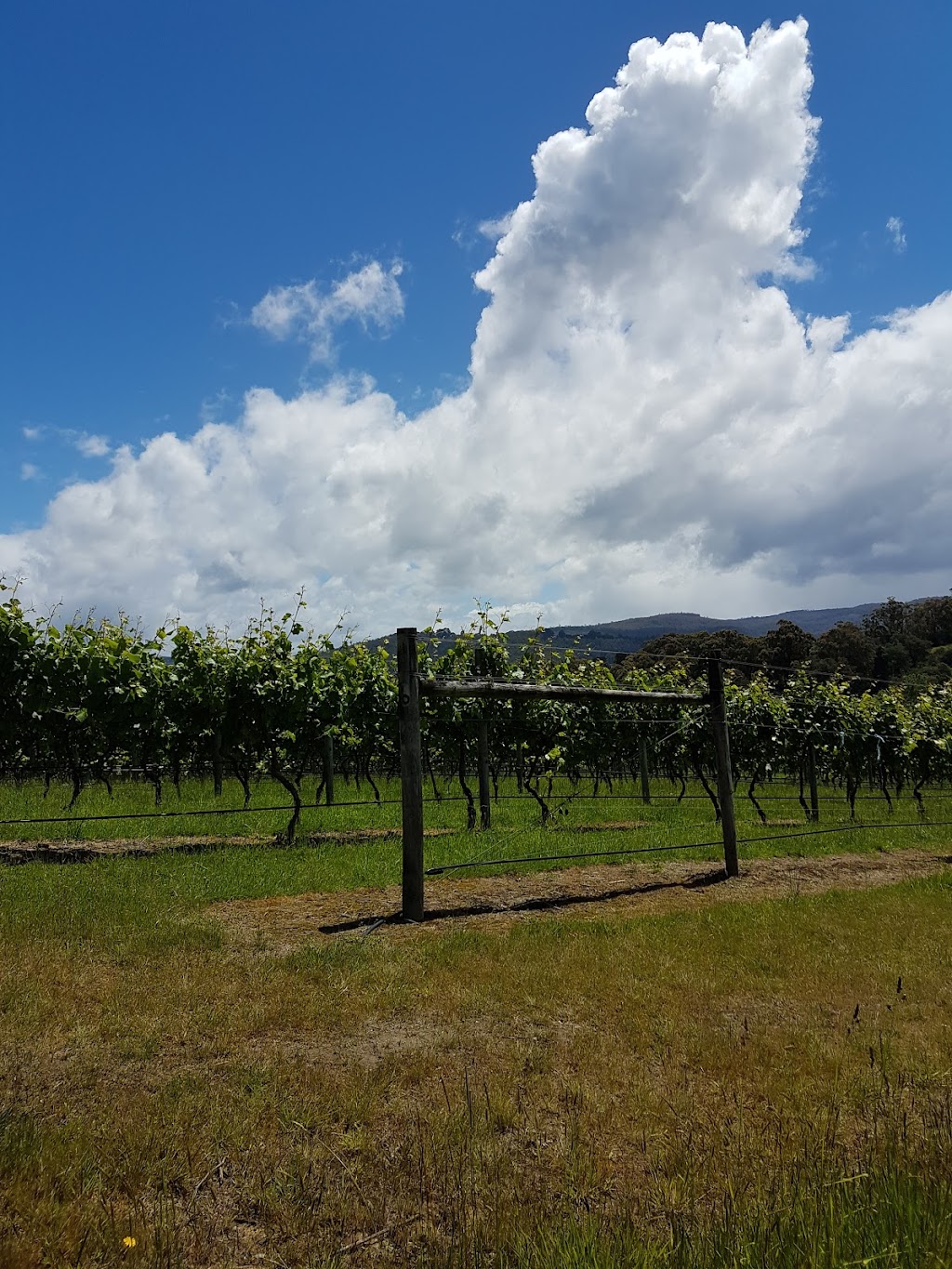 Elsewhere Vineyard |  | 584 Silver Hill Rd, Glaziers Bay TAS 7109, Australia | 0401975195 OR +61 401 975 195