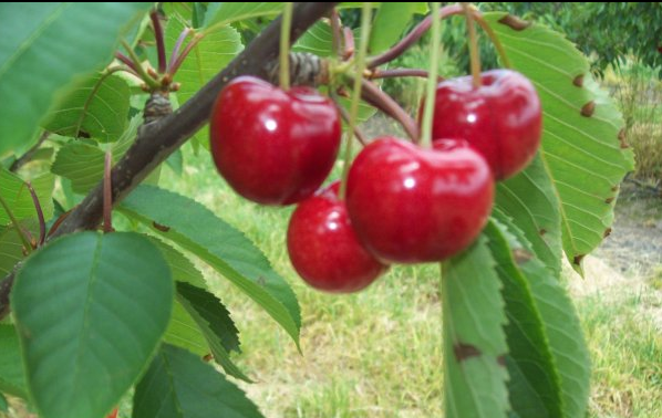 Glenburn Orchards Apples & Cherries | storage | 7254 Channel Hwy, Nicholls Rivulet TAS 7112, Australia | 0362951717 OR +61 3 6295 1717
