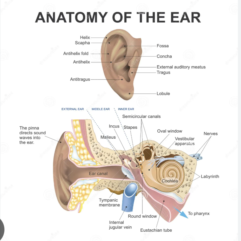 Hearing Med Audiology @ Flagstone | Flagstone Flagstone, 76 Sheridan Dr, Flagstone QLD 4280, Australia | Phone: 0430 138 456