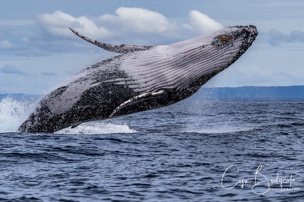 Yamba Whale Watch | 3 Yamba Rd, Yamba NSW 2464, Australia | Phone: 0497 942 537