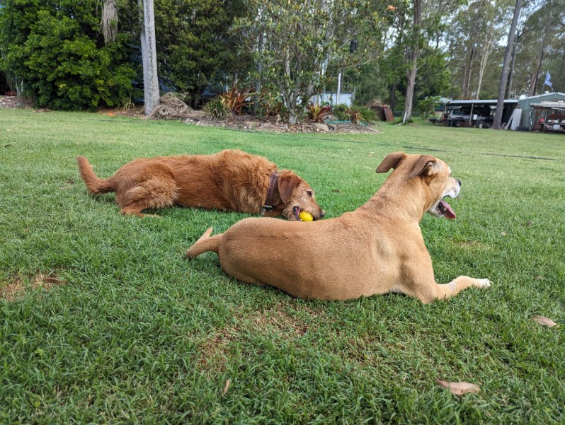 First Class Pet Services | Bushman Dr, Flagstone QLD 4280, Australia | Phone: 1800 738 748
