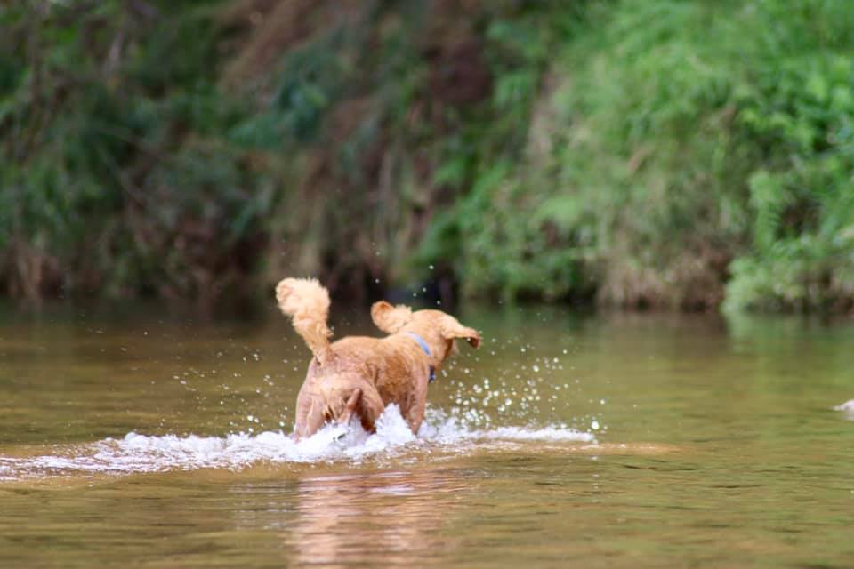 Woofs HQ | 16 E Kurrajong Rd, East Kurrajong NSW 2758, Australia | Phone: 0420 960 690