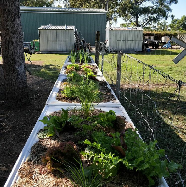 Basilea Living Herbs | 135 Hawthorn Rd, Burpengary QLD 4505, Australia | Phone: 0413 241 576