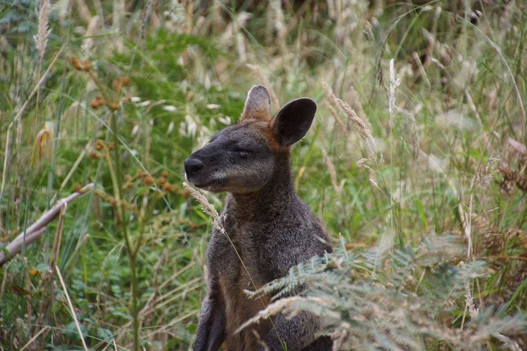 Budj Bim Campground | MacArthur VIC 3286, Australia