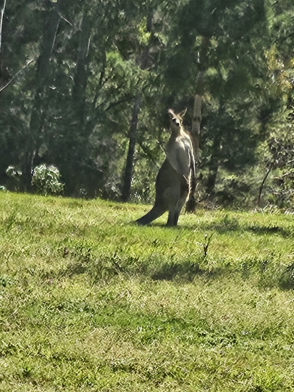 Ivory Rocks Outdoor Amphitheatre | 310 Mount Flinders Rd, Peak Crossing QLD 4306, Australia | Phone: (07) 3077 9668