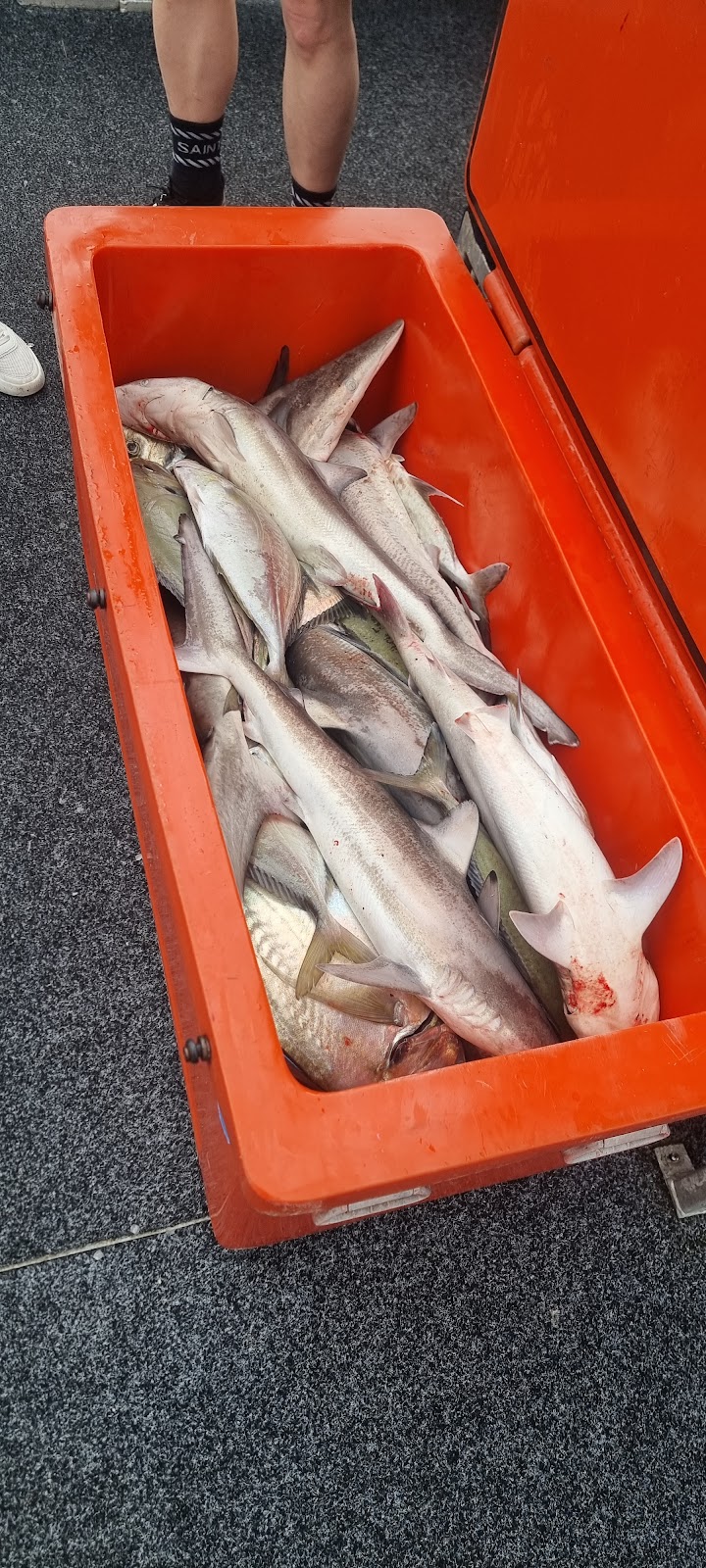 Paradise Fishing Charters Gold Coast | 1 Muriel Henchman Dr, Main Beach QLD 4217, Australia | Phone: 0403 531 428