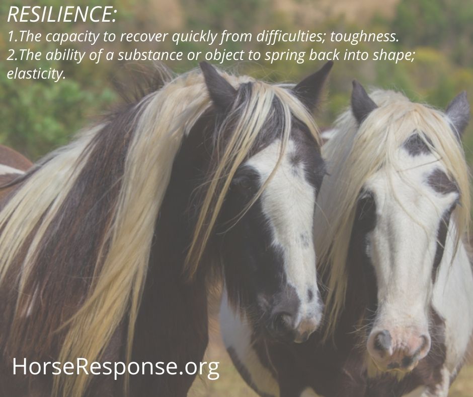 Horse Response | Olney Arm Rd, Laguna NSW 2325, Australia | Phone: 0428 210 515