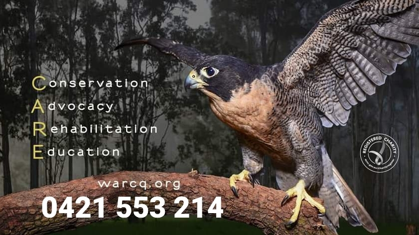 Wildlife & Raptor Care Queensland Inc. | Jim Weir Rd, Julatten QLD 4871, Australia | Phone: 0421 553 214