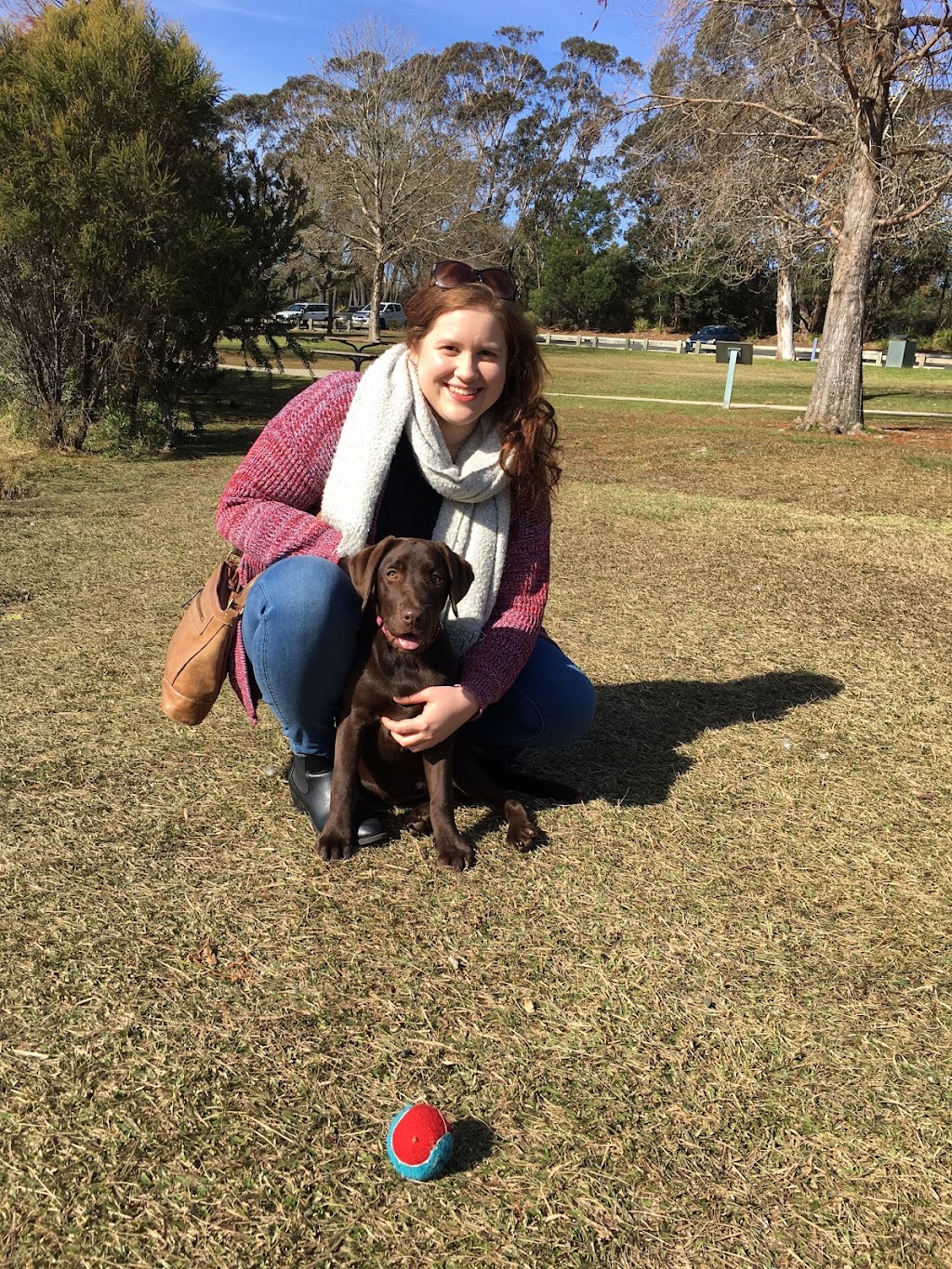 Haleana Labradors | Belubula Way, Canowindra NSW 2804, Australia | Phone: 0433 636 285