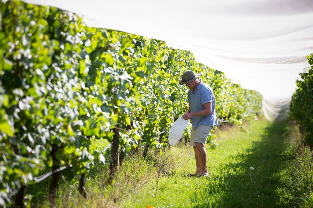 Quealy Winemakers | 62 Bittern-Dromana Rd, Balnarring VIC 3926, Australia | Phone: (03) 5983 2483