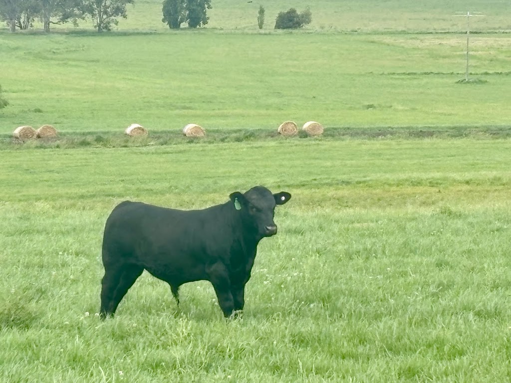 Green Valley Cattle | 1320, Tallangatta South VIC 3701, Australia | Phone: 0458 523 860